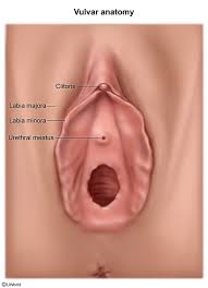 Image result for Labial Fusion
