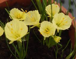 Narcissus Romieuxii Julia Jane Creamy Yellow Hoop S Petticoat Narcissus Early Flowering Suitable For Naturalizing Rich Narcissus Daffodils Bulb Flowers