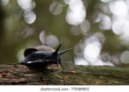 — sebastian soto (@sebastian9soto) november 3, 2020. Stock Photo And Image Portfolio By Sebastian Soto Asenjo Shutterstock