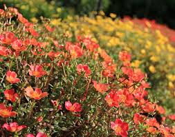 You can grow them from seed or divide a clump. Best Flowers For Florida Gardens Costa Farms