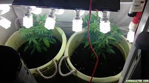 Maybe you would like to learn more about one of these? Home Depot Led For Mother Clone 420 Magazine