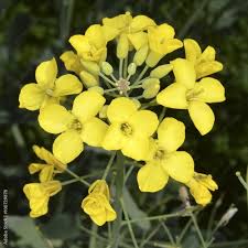 Image result for Brassicaceae