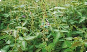 Image result for Desmodium