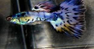3 Nebula Steel Male Guppies Guppy Metallic Rainbow Of Colors Peaceful Guppy Fish Guppy Fish