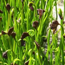 Image result for Schizaeaceae