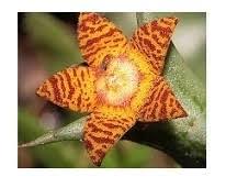 Image result for Orbea schweinfurthii