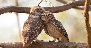 Sweet bird of youth study guide contains a biography of tennessee williams, literature essays, quiz questions, major themes, characters, and a full summary and analysis. Share Your Best Photos Of Loving Bird Couples Bored Panda
