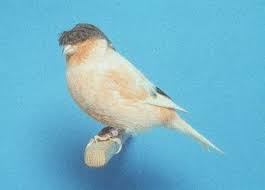 كناري الستافورد نوع جديد طور في الثمانيات من القرن الماضي عن طريق تزويج جلوستر مع الكناري ذو العامل الأحمر لذا فهو يربى للونه animals animals and pets pets