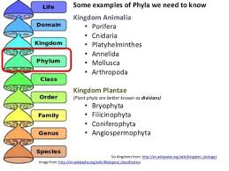 Ib Biology 5 3 Slides Classification Taxonomy