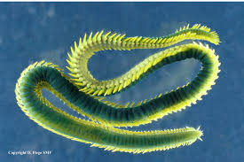 Image result for Phyllorachis