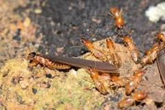 Image result for what time of year is best to apply subterranean termite ground treatment