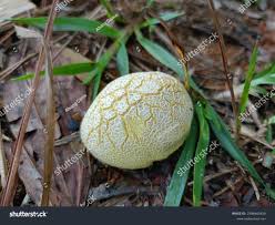 Image result for Scleroderma cepa