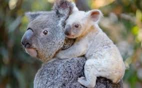 Community contributor can you beat your friends at this quiz? Australia Zoo Welcomes A Rare White Baby Koala
