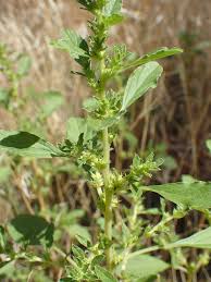 Image result for Amaranthus thunbergii