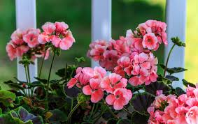 Fiori estivi (foto) | tempo libero pourfemme. Fiori Estivi Il Geranio E Tra I Piu Amati Per Vivacita E Colori