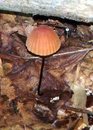 Image result for Marasmius opacus