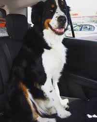 Black Bernese Mountain Dog Poodle Mix Bordernese Border Collie Bernese Mountain Dog Mountain Dogs Bermese Mountain Dog Bernese Mountain Dog Funny