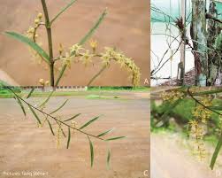 Image result for Tridactyle