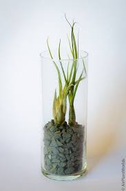 Air Plant Glass Cylinder Vase Tall Air Plants Glass Cylinder Vases Cylinder Vase
