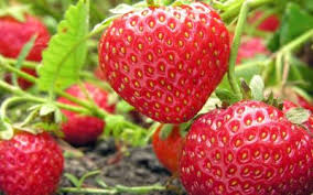 Super facile de faire pousser des fraises dans ce bac en palette ! Planter Des Fraisiers En Pot Gamm Vert