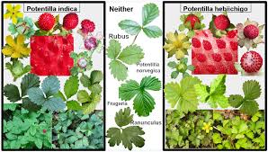 Image result for Duchesnea indica