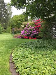 Einblick In Sommerbeete Waldsteinia Und Rhododendren Rahmen Die Rasenflache Jardim