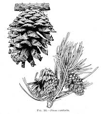 There are a few compact or dwarf forms of pinus contorta, such as 'spaan's dwarf'. Pinus Contorta Subsp Murrayana Lodgepole Pine Trees Of Stanford Environs