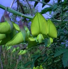Image result for Crotalaria agatiflora