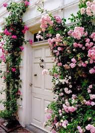 Was Fur Ein Schoner Eingang Rose Grimpante Idees Jardin Beaux Jardins