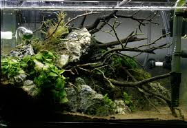Lets See Your 2 5 Gallon Tanks And Setups 2 5 Gallon Only Planted Aquarium Aquascape Nano Tank