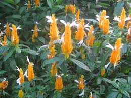 The giant yellow shrimp plant flourishes inside or outside the house. Pin On Southern Garden