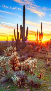 Check spelling or type a new query. Phoenix Arizona Desert Iphone Wallpapers Wallpaper Cave