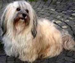 5 fun facts about shih tzu maltese mixes the maltese shih tzu mix is one of the most popular dog breeds in australia. Unterschiede Zwischen Shih Tzu Malteser Und Havaneser Tiere Hund Unterschied