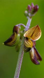 Image result for Crotalaria lanceolata