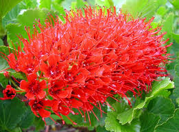 Image result for Greyia