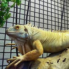 Albino Iguana Iguana Pet Reptiles And Amphibians Reptiles