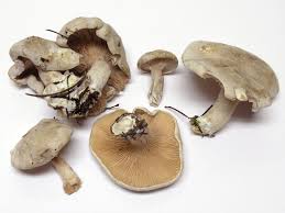 Image result for Clitopilus prunulus