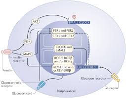 Choosing what to eat before (and after) a workout plagues nearly every runner—until you figure out what works best for you. The Circadian Regulation Of Food Intake Nature Reviews Endocrinology