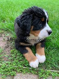 For instance, they could inherit a wide range of physical traits from the size a bernedoodle puppy will reach when fully grown will depend to some extent on which type of poodle parent it has. Michigan Bernedoodle Puppies Home Facebook