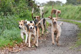 BHSA | The Home of Hound Sports