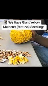 Image result for Myrianthus