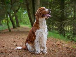 Thought to be comparable to the old land spaniel, they are similar to the english springer spaniel and historically have been referred to as both the welsh spaniel and the welsh cocker. Welsh Springer Spaniel Erziehungstipps