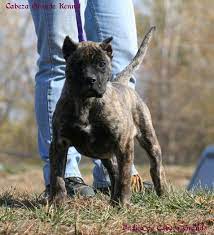 This breed was created to catch unruly cattle and wild boars. 3 Month Old Presa Canario Dogo Canario Puppy Presa Canario Bulldog Breeds Puppies