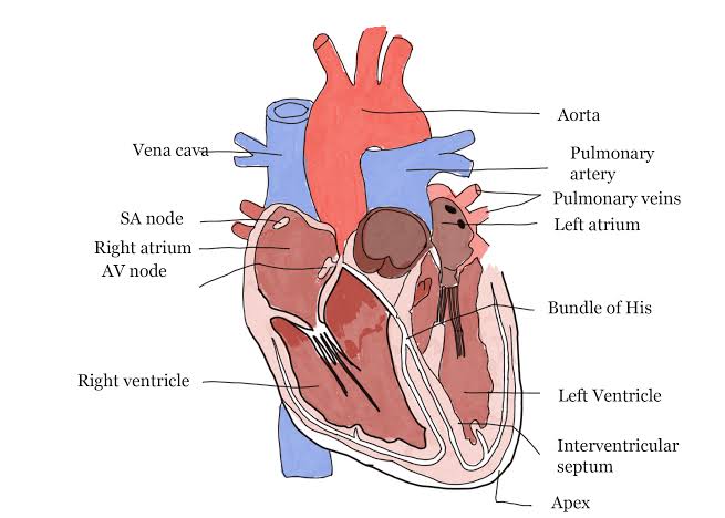 Human circulatory system showing the heart and blood vessels