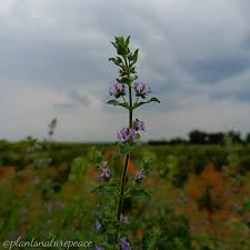 Image result for Mesosphaerum suaveolens