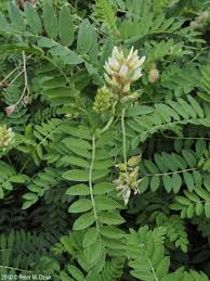 Image result for Cicer