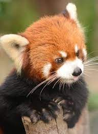 Can I Have One Red Panda Cute Animals Cute Baby Animals