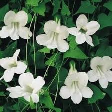 Jul 20, 2020 · growing zone 9 perennial plants is truly a piece of cake, and the most difficult part is deciding which zone 9 perennials you like best. Asarina Seeds For Sale Flowering Vine Seeds Flowering Vines Fast Growing Vines Growing Vines