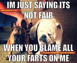 Ooooh No Did Charles Do It Again Thats What Champo Says Cutedogs Miamiveterinaryhospital Funny Animal Memes Funny Animals Animal Memes