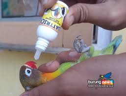 Bahkan toge dipercaya memiliki manfaat yang dapat membantu suara lovebird anda lebih indah dan gacor serta mampu meningkatkan kekebalan tubuhnya. Vitamin Obat Burung Mujarab Dan Banyak Yang Pakai Tapi Banyak Yang Merahasiakannya Burungnews